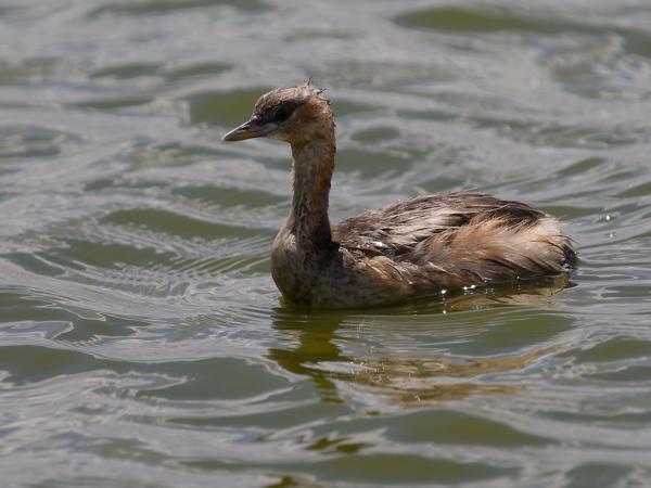 <h3><a href="/trips/tanzania/biota/animalia/chordata/aves/011 podicipediformes/001 podicipedidae/tachybaptus ruficollis/tachybaptus ruficollis-nl.html">Tachybaptus&nbsp;ruficollis</a> / Little&nbsp;grebe / Dodaars</h3>OM-1 Mark II met OLYMPUS M.150-400mm F4.5 TC, 1/2000 sec  bij F5.6, ISO 250, afstand 11.5&nbsp;m